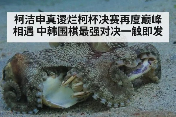 柯洁申真谡烂柯杯决赛再度巅峰相遇 中韩围棋最强对决一触即发